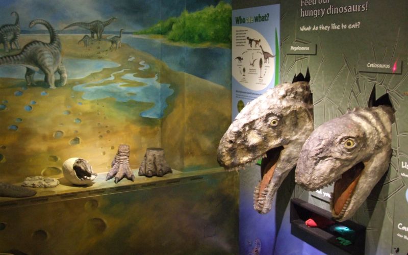 Oxfordshire Museum (Woodstock) Dinosaur Gallery